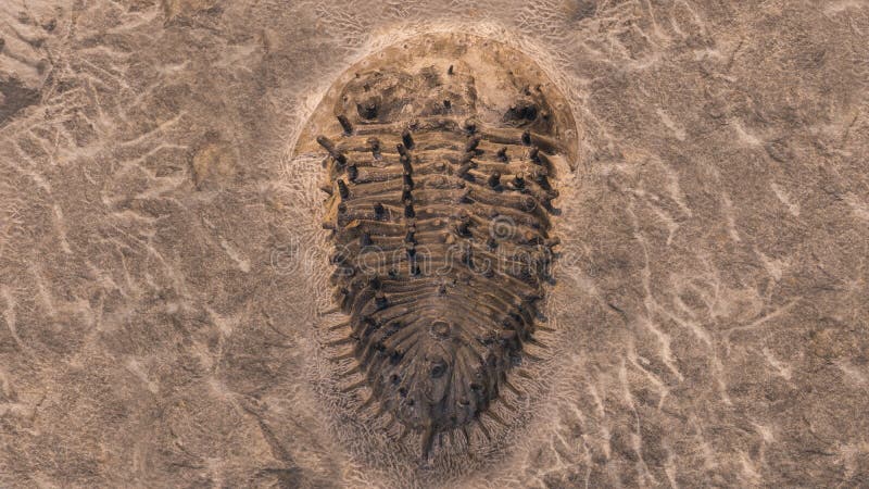 Fossil Trilobites Imprinted in the Sediment. 4 Billion Year Old Trilobite  Stock Photo - Image of mineral, background: 136159724