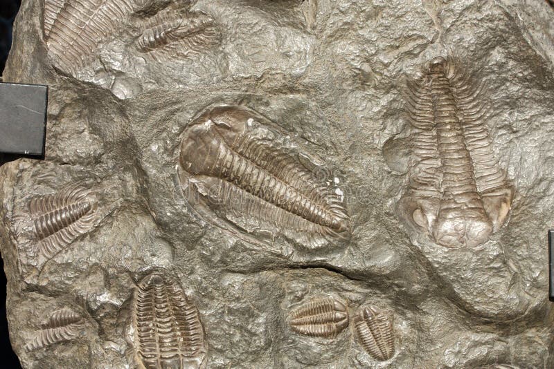 Fossil trilobites