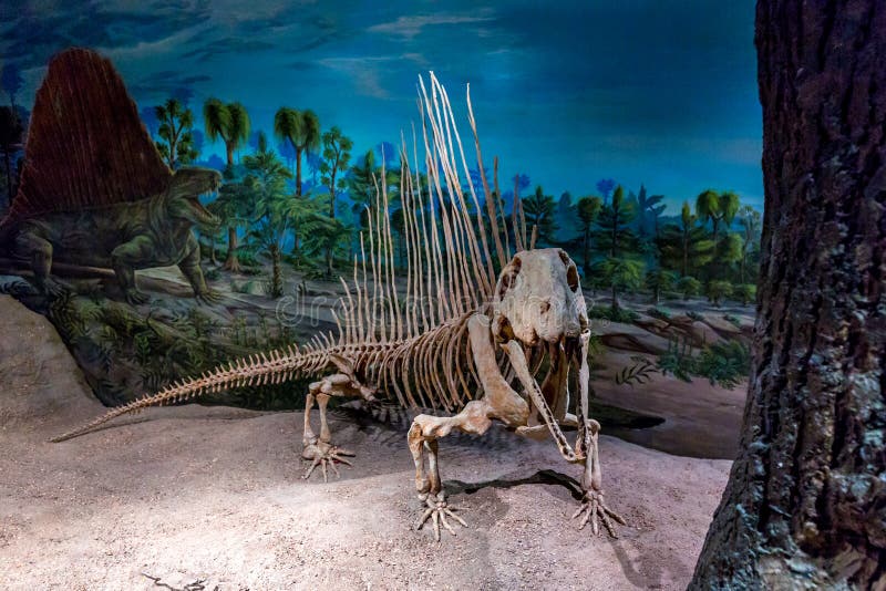 Drumheller, AB Canada - AUGUST 14, 2014: Dimetrodon fossil is on exhibition in Royal Tyrrell Museum of Palaeontology. Drumheller, AB Canada - AUGUST 14, 2014: Dimetrodon fossil is on exhibition in Royal Tyrrell Museum of Palaeontology.