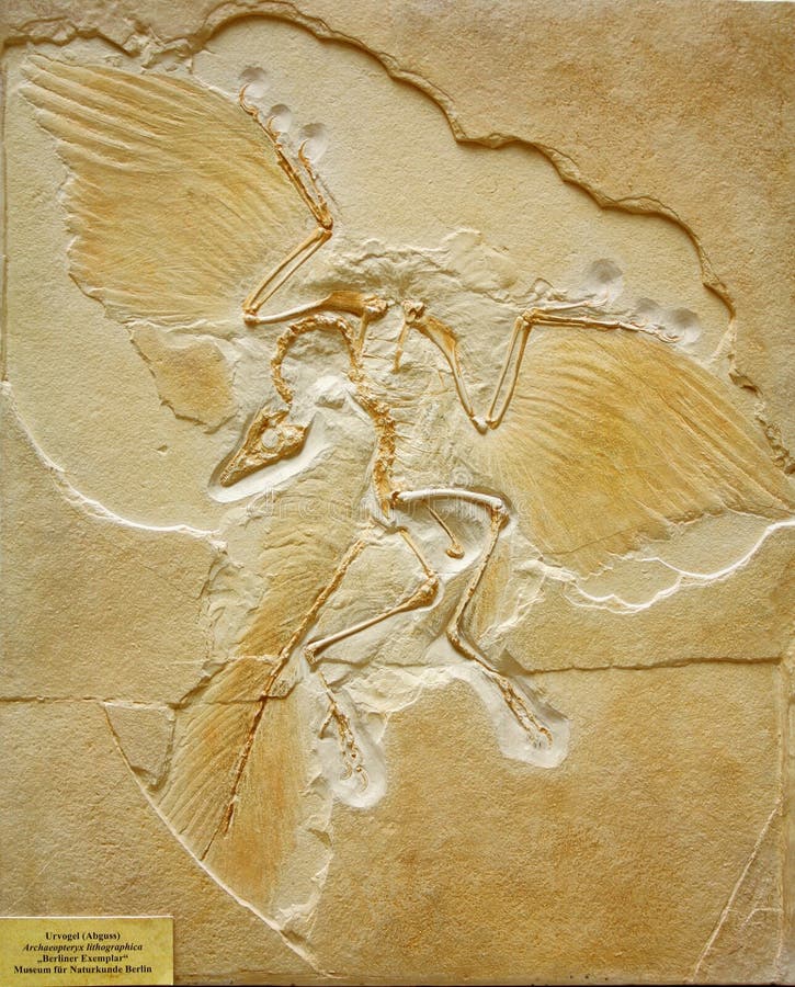 Fossil von Archaeopteryx gefunden in Deutschland
