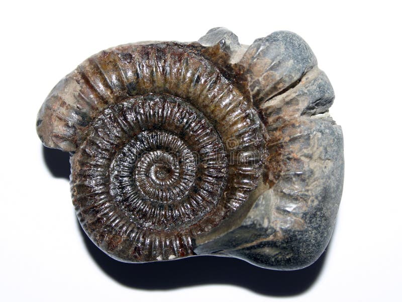Fossile Fossile