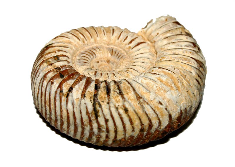 Fossile Fossile