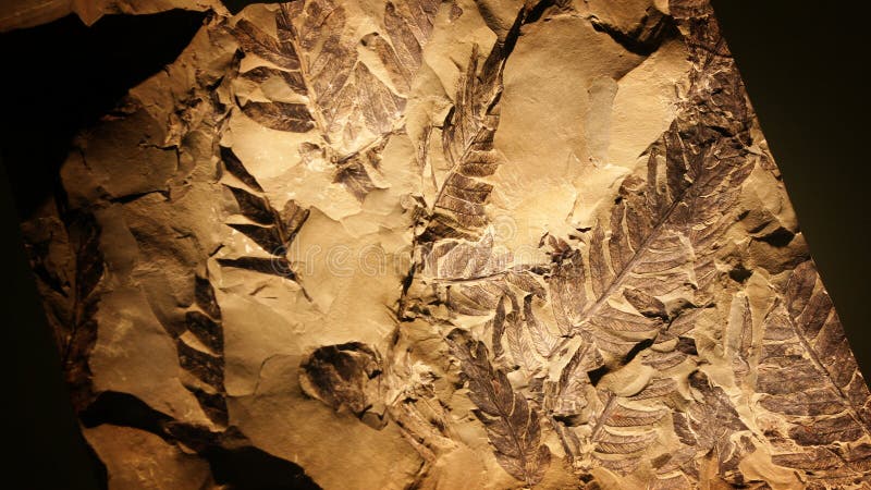 Fossil plant fern on display. Fossil plant fern on display