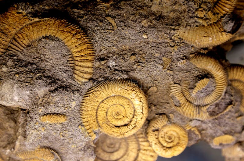 Fossile antique de coquille en forme de spirale rare