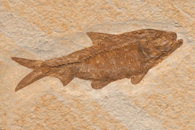 Fossile d'harengs de Knightia