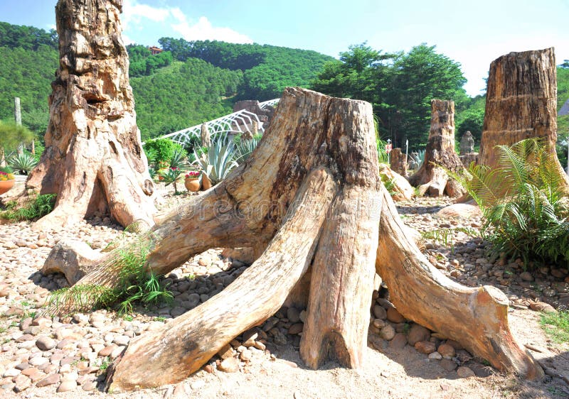 closeup of fossil forest in garden. closeup of fossil forest in garden