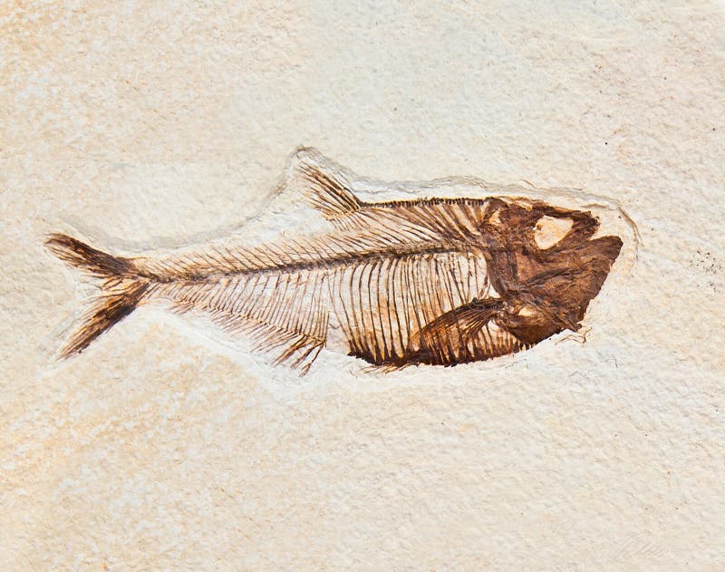 Fossile de poissons