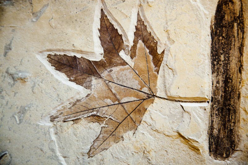 Fossile della foglia dell'albero del sicomoro fotografia stock