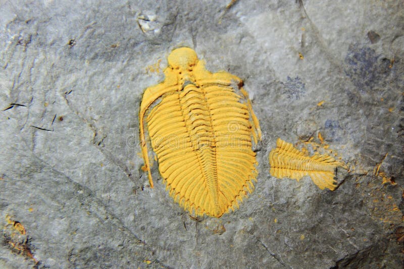 3 Fossili Di Trilobite ABOOFAN - Calymene Fossile Didattico Per Collezione E Decorazione - Foto 13