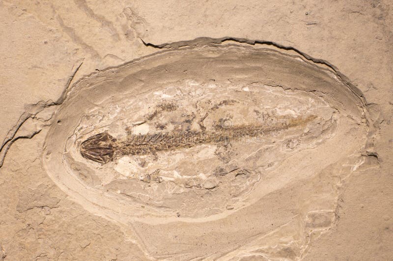 Fossili dell'anfibio in roccia