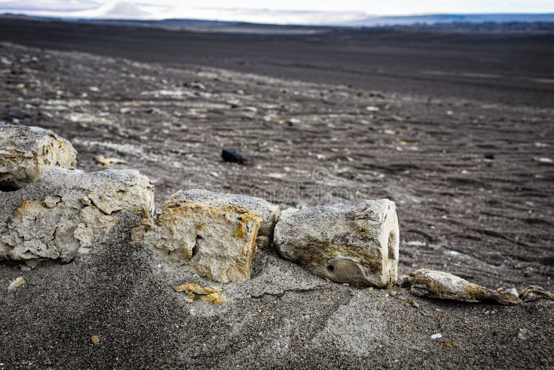 Fossili di dinosauro scoperti sotto le sabbie nel deserto della nazca. ica peru