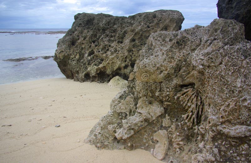 Fossilised Coral - Detail