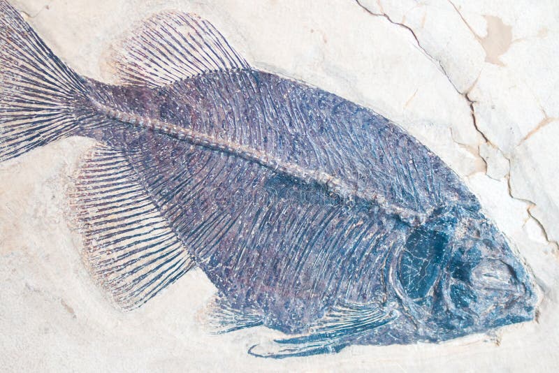 A fossilized imprint of a fish. A fossilized imprint of a fish embedded in sandstone showing a fin and tail.