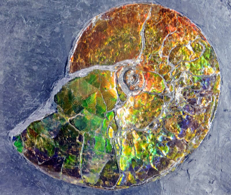 Download Fossilized Iridescence stock image. Image of ammonite - 111878777