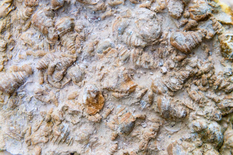 Many fossilized, conical, spiral sea shells embedded in rock and exposed by natural erosion. Many fossilized, conical, spiral sea shells embedded in rock and exposed by natural erosion