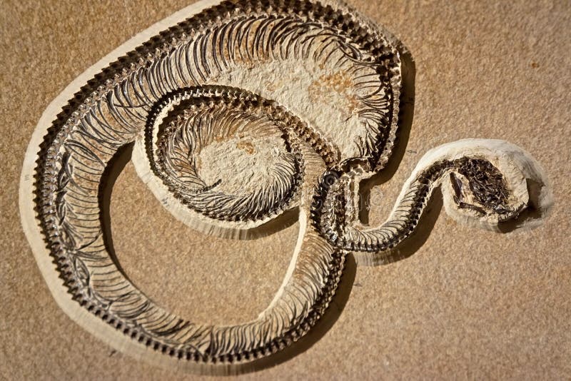 Fossilized snake coiled in death royalty free stock image Fossilized snake coiled in death royalty free stock image