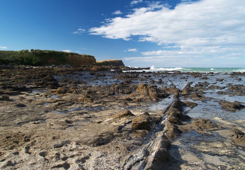 Fossilized trees on sea shore stock photography
