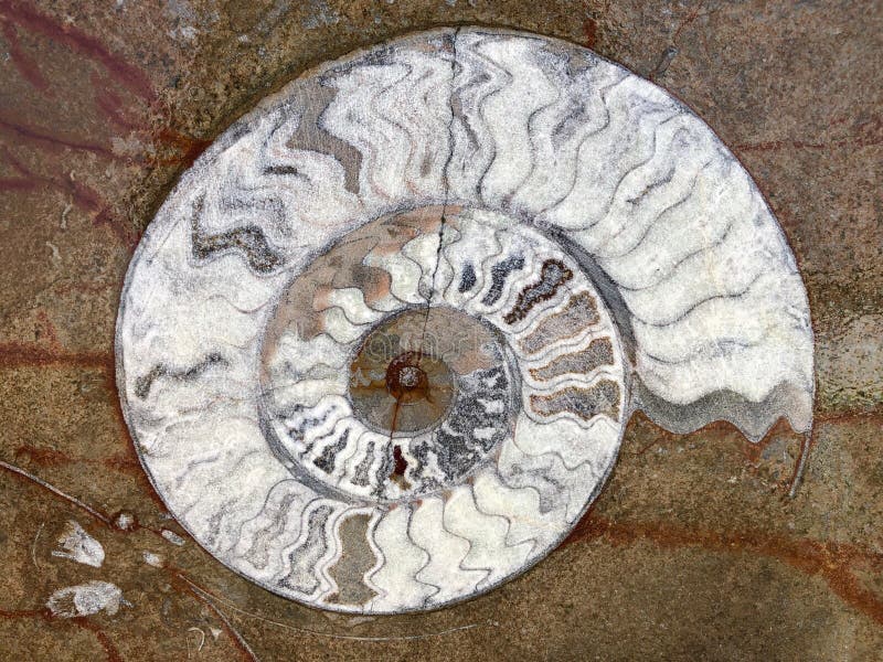 Ammonite fossils, extinct marine mollusc animals, found in Sahara Desert, Morocco, North Africa. Ammonite fossils, extinct marine mollusc animals, found in Sahara Desert, Morocco, North Africa