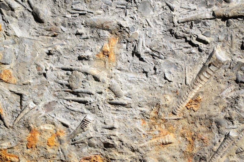 Fossils stock images Fossils stock images