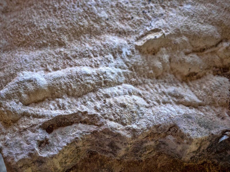 Fossils from El Lima, Salvador Stock Photo Image of paleontology, extinct 142868712