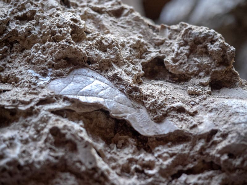 Fossils from El Lima, Salvador Stock Image Image of fossils, science 142868715