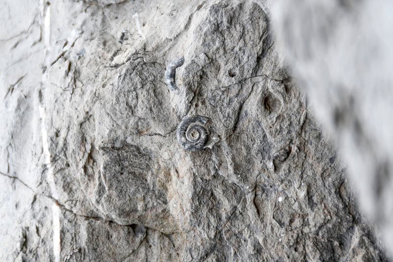 Fossils Found in Sedimentary Rocks Such As Shale, Sandstone or