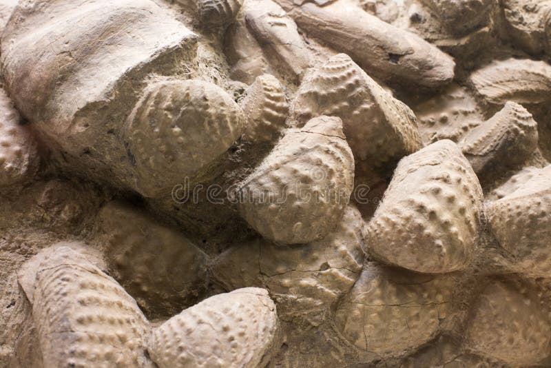 Fossils in rock royalty free stock photo