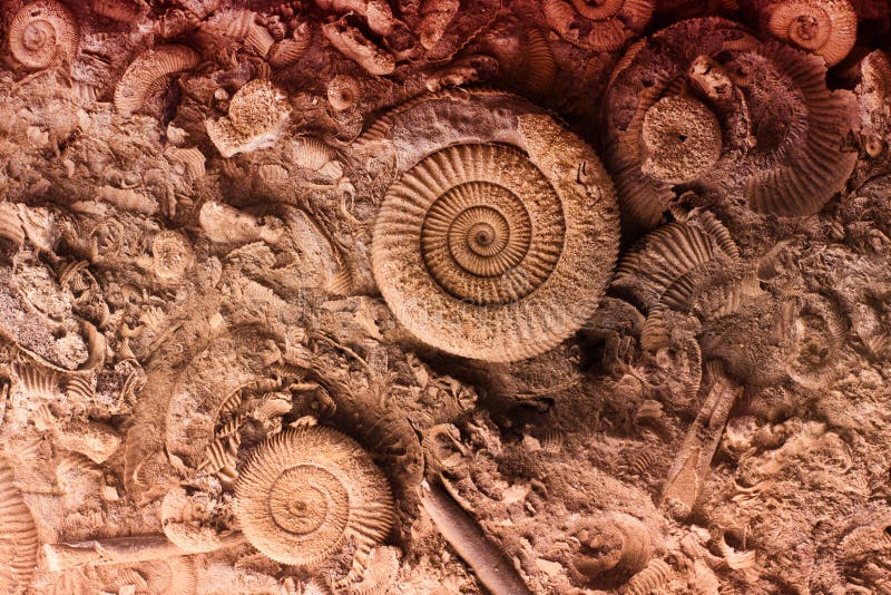 Fossils in rock stock photography