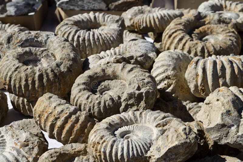Fossils at Tucson Gem and Mineral Show