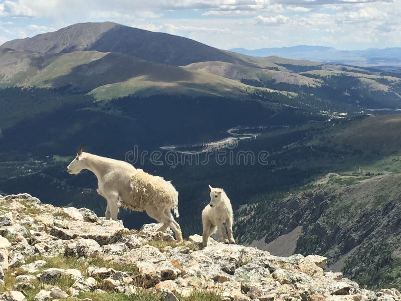 Fostra och behandla som ett barn bergsfåret på bryderimaximumet Colorado arkivfoto Fostra och behandla som ett barn bergsfåret på bryderimaximumet Colorado arkivfoto