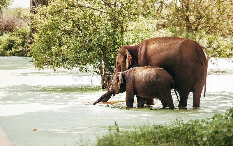 Fostra och behandla som ett barn elefants dricker vatten från det sumpiga dammet i nationa royaltyfri bild Fostra och behandla som ett barn elefants dricker vatten från det sumpiga dammet i nationa royaltyfri bild