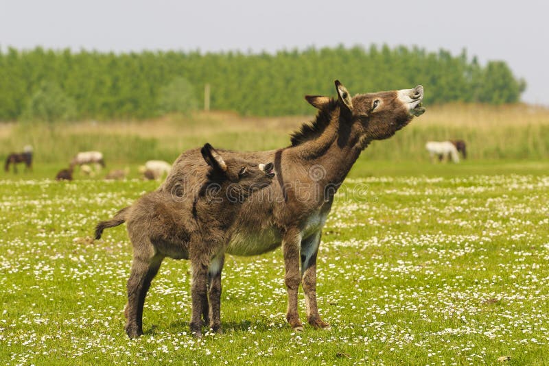 Mother and baby donkeys on the floral meadow. Mother and baby donkeys on the floral meadow