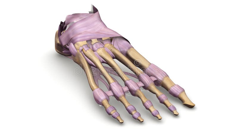 Fotben med ligamentperspektivsikt royaltyfri illustrationer Fotben med ligamentperspektivsikt royaltyfri illustrationer
