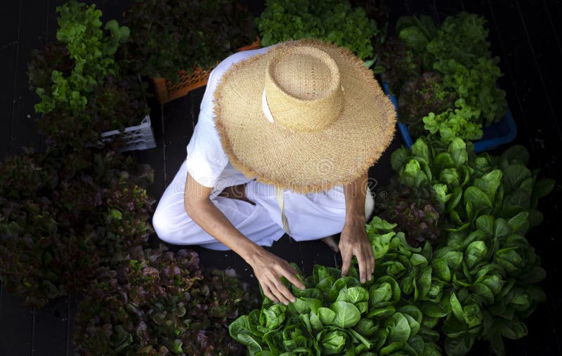 Foto ad angolo alto un uomo indossa cappello di paglia o giardiniere seduto e verdure fotografia stock libera da diritti