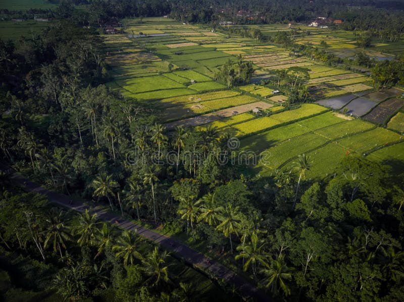 Foto aerea di vista superiore dal fuco volante sopra il giacimento del riso in Ubud, isola di Bali fotografia stock libera da diritti Foto aerea di vista superiore dal fuco volante sopra il giacimento del riso in Ubud, isola di Bali fotografia stock libera da diritti