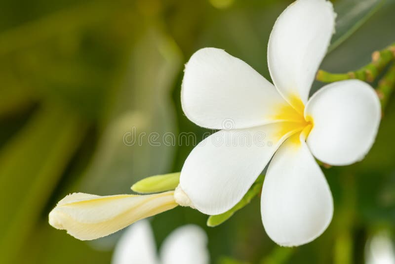 Foto ascendente cercana de las flores blancas del plumeria o del frangipani fotografía de archivo Foto ascendente cercana de las flores blancas del plumeria o del frangipani fotografía de archivo