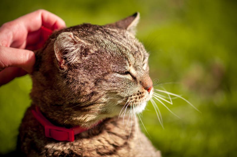Foto ascendente cercana del gato nacional satisfecho que es frotado ligeramente con la mano en fondo verde borroso fotos de archivo libres de regalías Foto ascendente cercana del gato nacional satisfecho que es frotado ligeramente con la mano en fondo verde borroso fotos de archivo libres de regalías