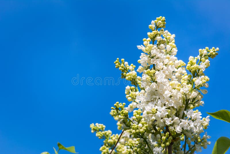 Foto av blomningfilialen av lilan i vår mot blåtten sk fotografering för bildbyråer