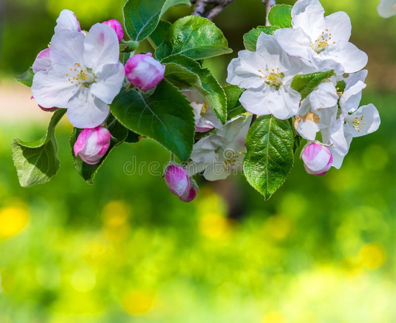 Foto av blomningfilialen av äppleträdet i vår Grunt djup arkivfoton