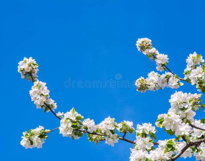 Foto av blomningfilialen av äppleträdet i vår mot blen arkivfoton