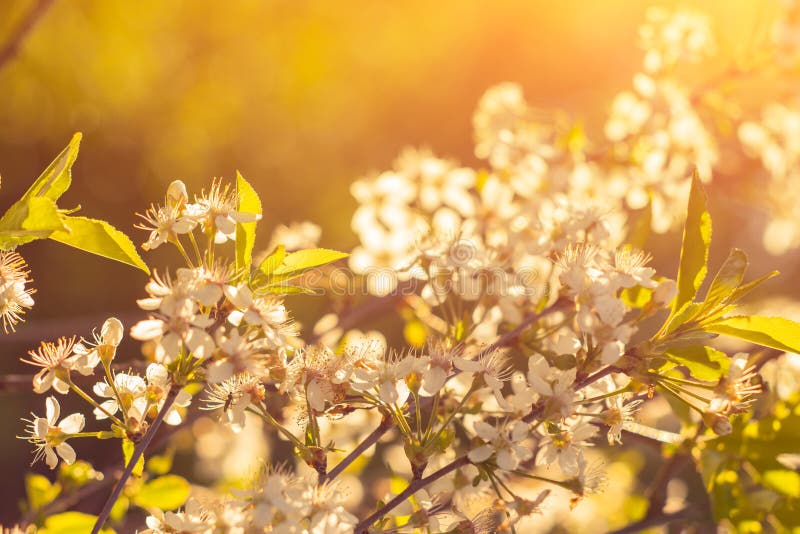 Foto av den härliga körsbärsröda blomningen, abstrakt naturlig bakgrund, konst, säsong för vårtid, äpple som blommar i den soliga fotografering för bildbyråer Foto av den härliga körsbärsröda blomningen, abstrakt naturlig bakgrund, konst, säsong för vårtid, äpple som blommar i den soliga fotografering för bildbyråer