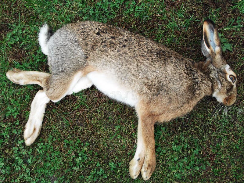 Foto av död kanin arkivfoton Foto av död kanin arkivfoton
