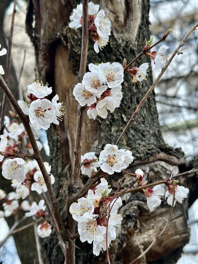 Foto av en blomningsgren av ett aprikosträd arkivbild