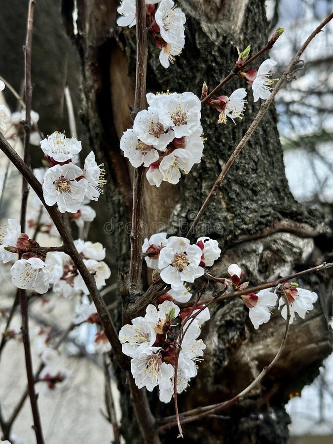 Foto av en blomningsgren av ett aprikosträd royaltyfri bild