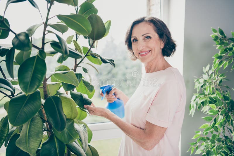 Foto av leende mormor som vattnar gröna blad i hemmet med blå plastflaska royaltyfri foto