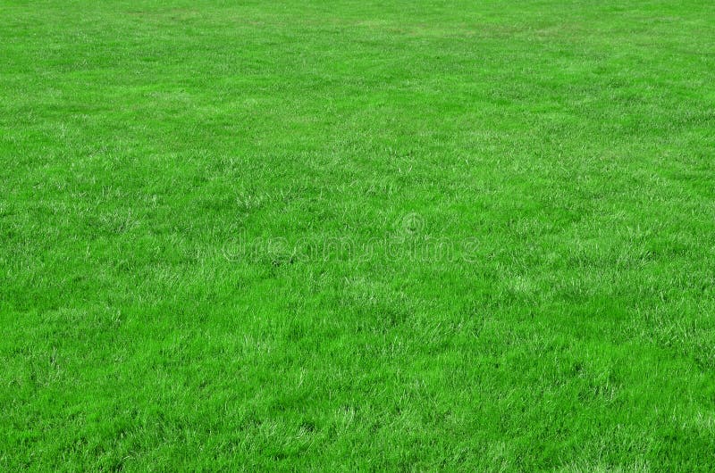 Foto av platsen med jämn-kantjusterat grönt gräs Gräsmatta eller gränd av nya gröna gras arkivbild Foto av platsen med jämn-kantjusterat grönt gräs Gräsmatta eller gränd av nya gröna gras arkivbild