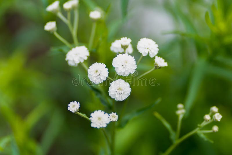 Foto av vita blommor mot en gräsbakgrund i mjuk fokus arkivbild Foto av vita blommor mot en gräsbakgrund i mjuk fokus arkivbild