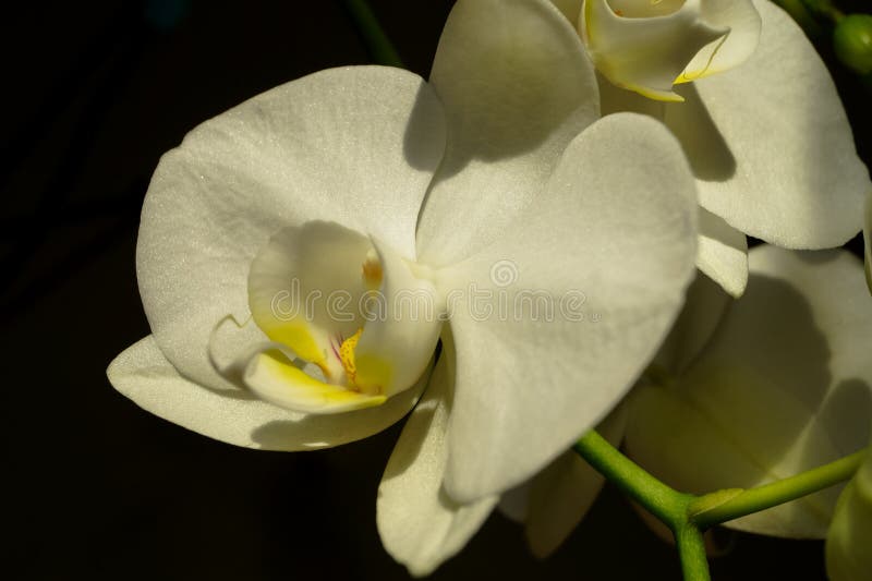 Fiore Dell'orchidea Sul Ramo Blu Del Fondo Immagine Stock - Immagine di pianta, flora: 86620005
