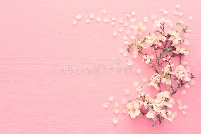 Foto Blütenbaums des Frühlinges des weißen Kirschauf rosa hölzernem Pastellhintergrund Ansicht von oben, flache Lage