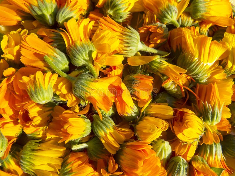 Foto bonita com calendula das flores imagens de stock royalty free Foto bonita com calendula das flores imagens de stock royalty free